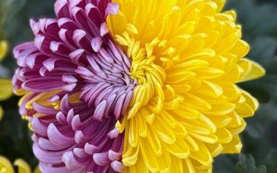 Ouverture exceptionnelle pour la Toussaint