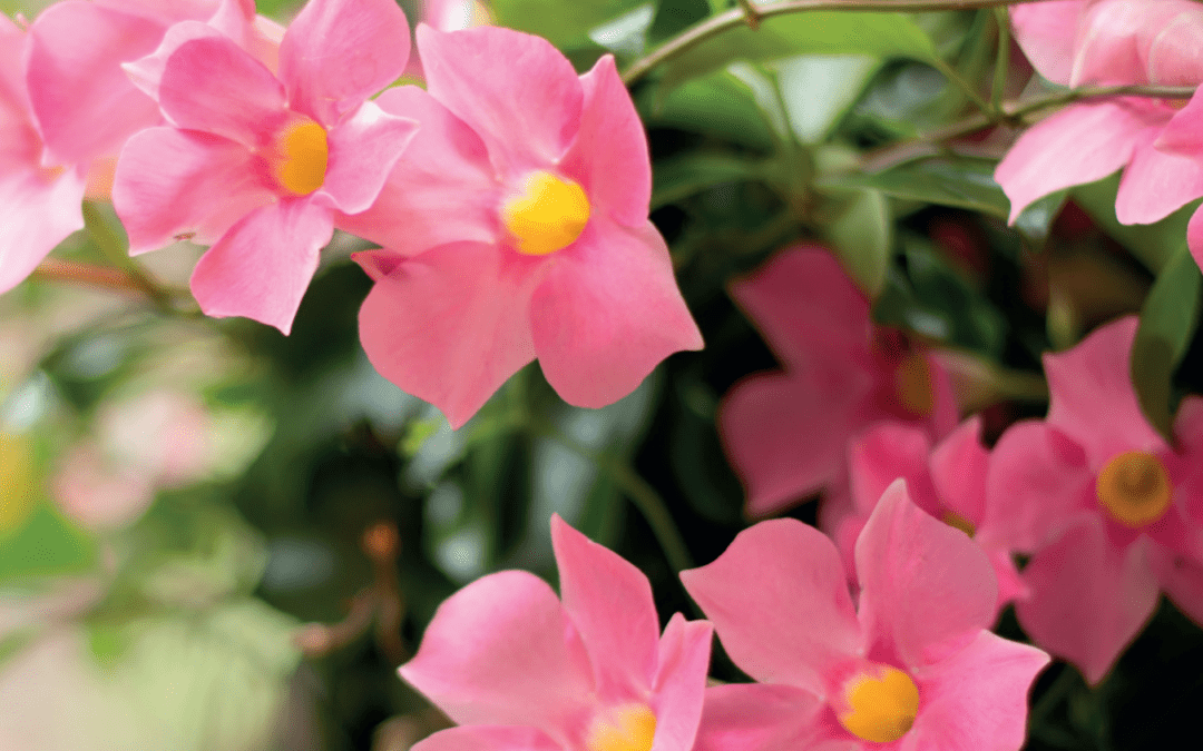 Votre jardinerie ouverte 7 jours sur 7 jusqu&rsquo;au 30 mai 2026 !